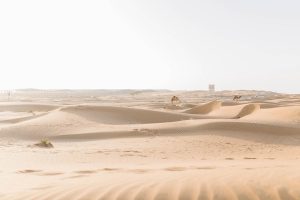 camels in desert close to Dubai