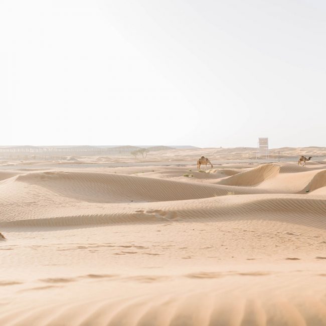 camels in desert close to Dubai