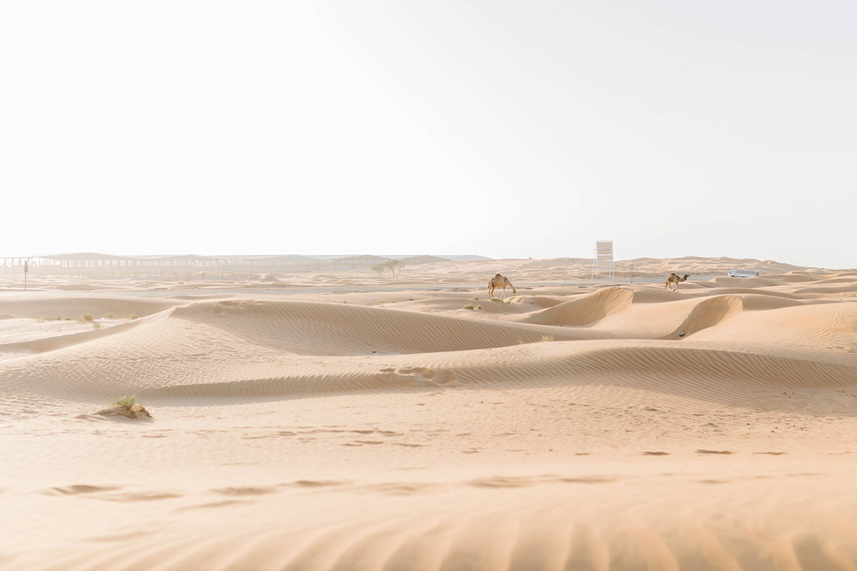 camels in desert close to Dubai