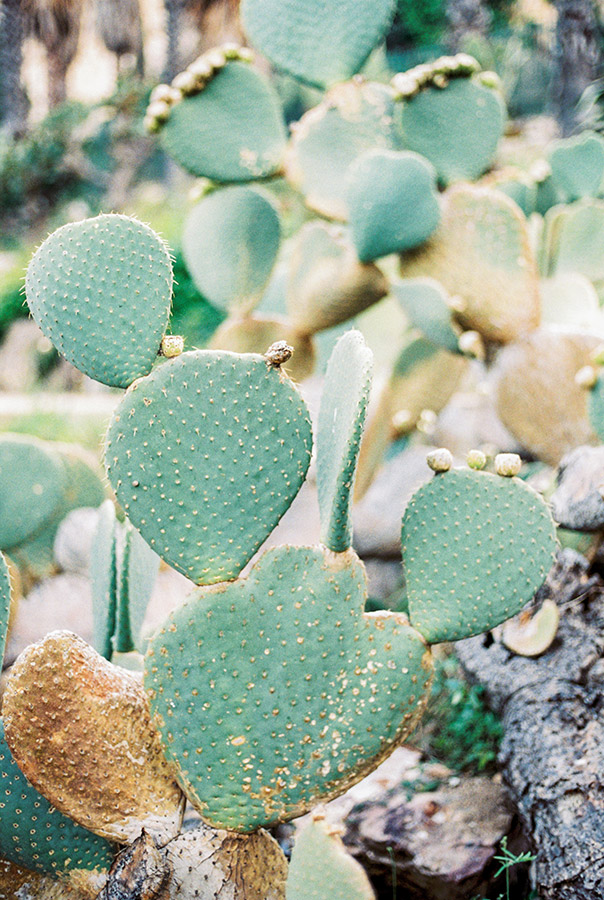 Cactus park Montjüic Barcelona| Barcelona engagement photographer | Film Wedding Photographer | Lena Karelova Photographer in Barcelona | Fine Art Photography